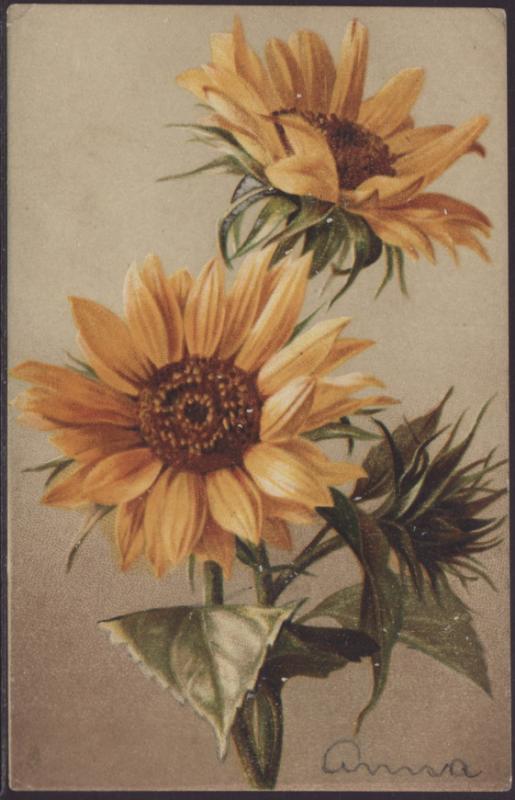 Sunflowers,Tuck's Postcard