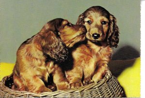 Anoimals. Two dogs in a basket Modern German photo postcard 1970s