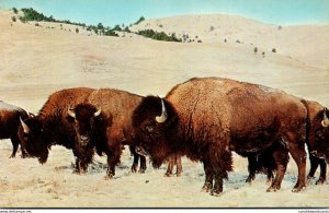 South Dakota Black Hills Buffalo In Winter