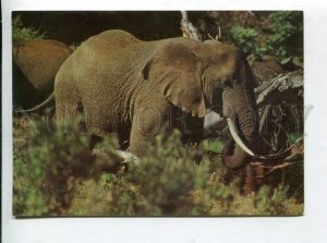 430851 EAST GERMANY GDR elephant Old photo postcard