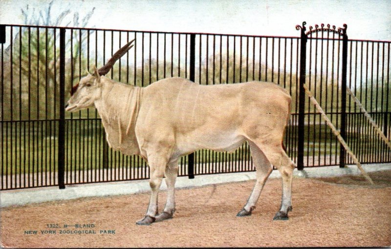 New York City Eland New York Zoological Society