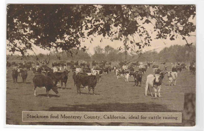 Cattle Herd Ranching Farming Monterey California 1910c postcard