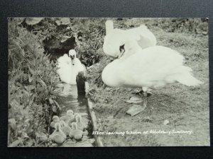 Dorset ABBOTSBURY SWANNERY Cygnet Learning to Swim - Old RP Postcard