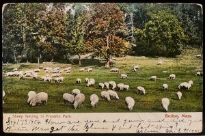 Vintage Postcard 1906 Sheep, Franklin Park, Boston, Massachusetts (MA)