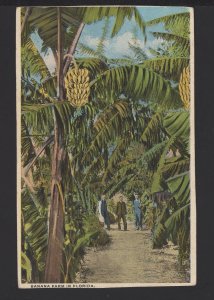 Banana Farm in Florida with 2 men in a row of trees - 1955 ~ WB