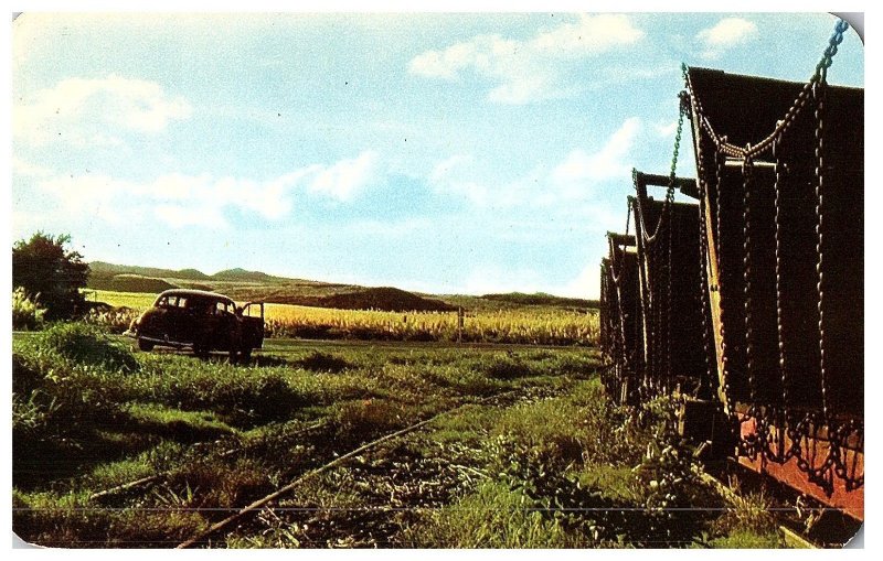 Sugar Plantation & Green Fields Old Car Vintage Hawaii Postcard