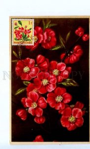 420423 Belgian Congo 1954 year flower Japonese Kwepereboom maximum card