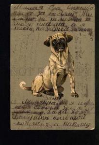 3046660 Embossed PUG Mops PUPPY vintage RPPC 1903 year