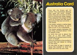 BR100666 australia koala bear