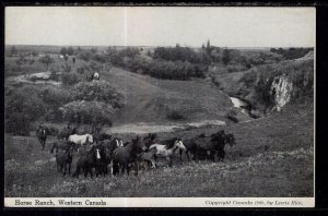 Horse Ranch,Western Canada