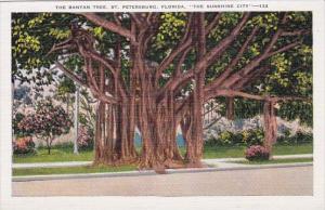 The Banyan Tree Saint Petersburg Florida