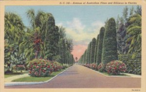 Florida Flowers Avenue Of Australian Pines and Hibiscus Curteich