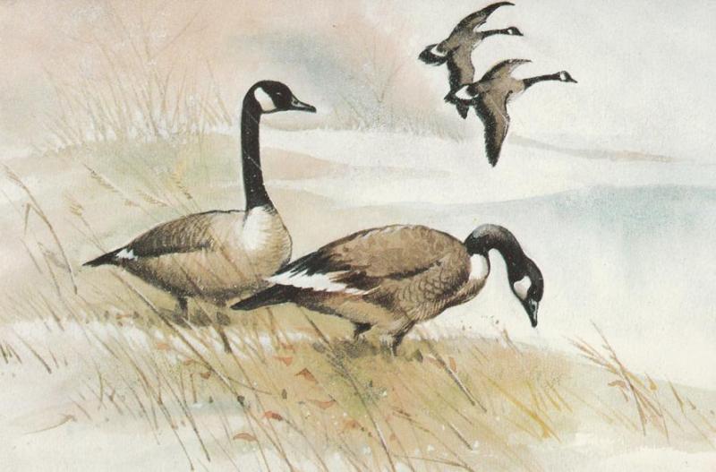 Canadian Geese - Merry Christmas Message