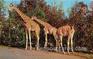 Catskill, NY, USA Nubian Giraffes Unused 