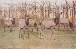 Iowa Iowa Falls Deer In Zoological Park 1909