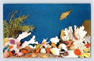 Postcard Florida FL Sea Shell Display 1960s Unposted Chrome