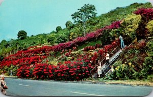 Hawaii Kona Kealakekua Scene In Machado Gardens