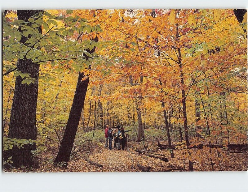 Postcard Yellow Sugar Maples Tall Red Oaks Wingra Woods Wisconsin USA