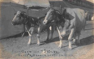 Twin Oxen Team 7310 lbs Hafey Bannen Lakeview Michigan 1910s RP postcard