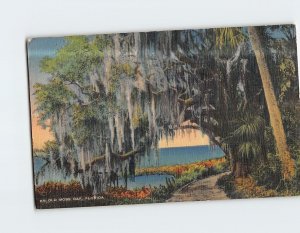 Postcard An Old Moss Oak Florida USA