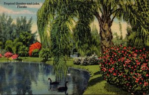 Florida Sarasota Jungle Gardens Tropical Garden and Lake With Black Swans Cur...