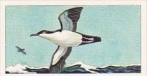 Glengettie Tea Trade Card Rare British Birds No 22 Audubons Shearwater