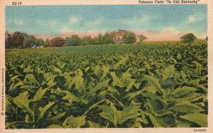 Tobacco Field Famous Crop In State Old Kentucky C.T. General Vintage Postcard