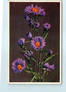 Postcard - Flower Art Print - Aster Alpinus