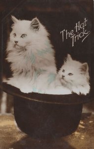 Cat Magic Trick Magicians Top Hat Persian White Old Cats Postcard