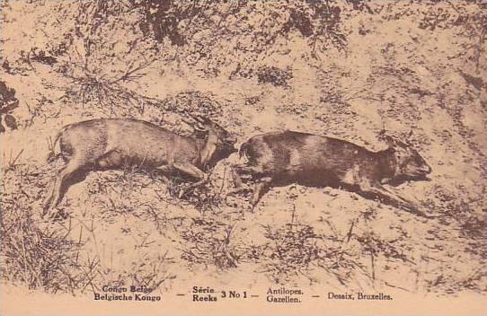 Belgian Congo Antilopes