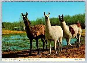 Llamas, Alberta Game Farm, Edmonton Canada, Chrome Postcard, NOS