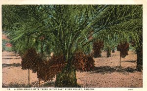 Vintage Postcard King Among Date Trees Salt River Valley Arizona Central News