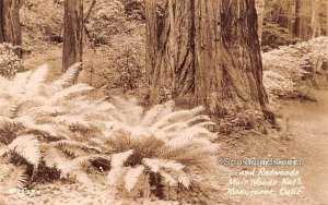 Giant Ferns and Redwoods - Muir Woods National Monument, CA