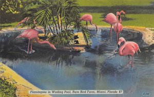 Flamingoes in Wading Pool, Rare Bird Farm Miami, Florida, USA Unused 