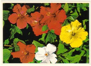 Colorful Florida Hibiscus, Chrome Postcard