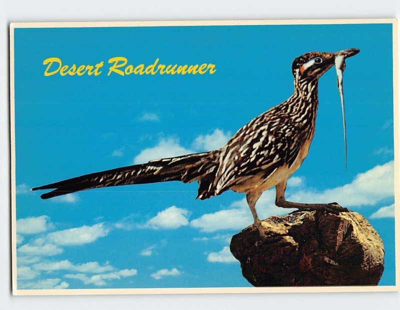 Postcard Desert Roadrunner, Arizona, USA