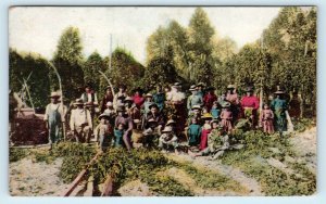 WASHINGTON STATE ~ Large Group of HOP PICKERS on Farm 1910  Postcard