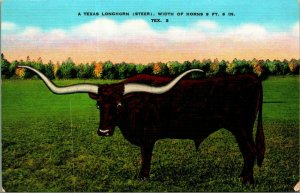 Texas Longhorn Steer Cow 9 foot  6 inch Horns UNP Linen Postcard A3
