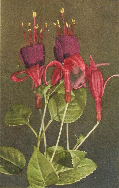 Flowers. Fuchsia Beauiful Swiss postcard 1950s