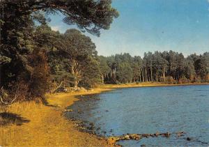 BR82110 loch garten inverness shire  scotland