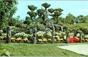 The Shangri La tree at Cypress Gardens Winter Haven Florida Postcard
