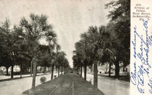 Jacksonville FL-Florida, 1906 The Avenue Of Palms Main Street Vintage Postcard