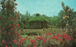 Vintage Postcard Elizabeth Park Municipal Rose Gardens Hartford Connecticut CT