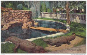 Alligator Pool, San Jacinto Plaza, El Paso, Texas, 30-40s