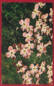 FLOWERING DOGWOOD TREE (cornus)  (191)