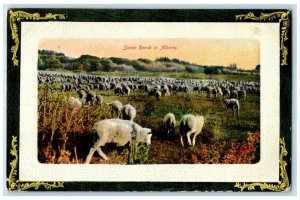 c1910 Scene of Sheep in Ranch in Alberta Canada Antique Posted Postcard