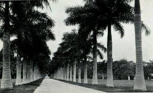 c1940's Row of Florida Royal Palms FL Unposted Vintage Postcard