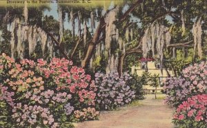 Driveway To The Postern Summerville South Carolina 1954