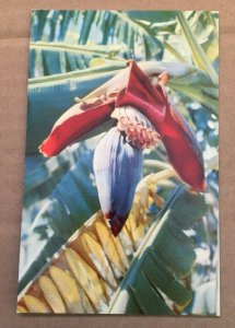 VINTAGE UNUSED POSTCARD BANANA BLOSSOM FOUND IN HAWAII