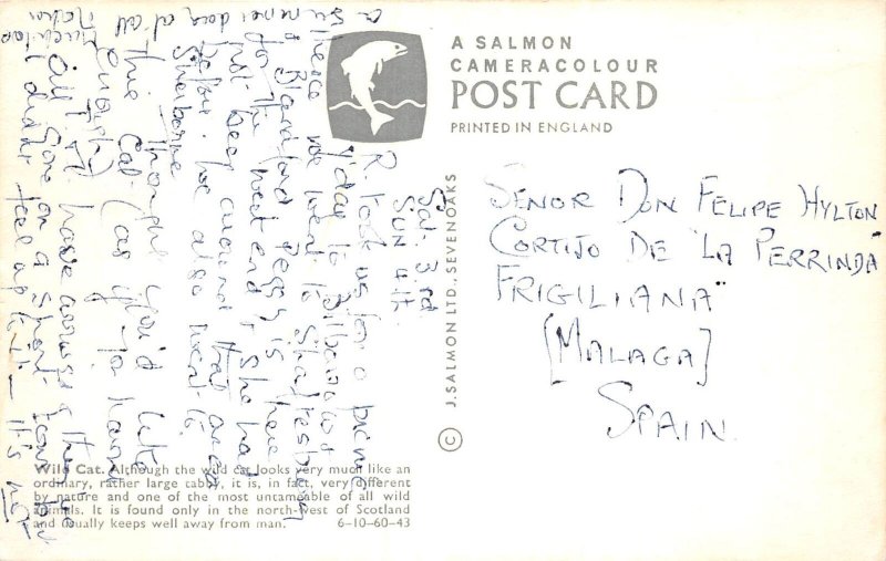 US 44 Uk England animals Wild cat postcard